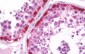 MAGEA3 Antibody (clone 4E2)